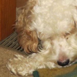 Meet your Posher, Terri